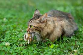Female cat eats bird (rbuk e01 + e03). Of Course Cats Catch And Kill Birds It Would Be Naive To Think They Don T Cat Carrying Dead Bird By Shutterstock Feral Cats Animals Cats
