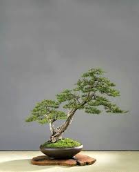 40 Incredible Bonsai Tree Ideas For Your Garden Bonsaitree Gardendesign Gardenideas Bonsai Art Bonsai Tree Bonsai Tree Types
