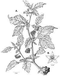 Image result for Solanum giganteum