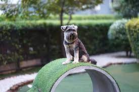 May 20, 2021 · we also have fun, fresh diy decor to give your outdoor dinner table a little boost. 10 Amazing Backyard Design Ideas For Dogs The Dogington Post