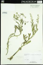 Image result for Rorippa nudiuscula