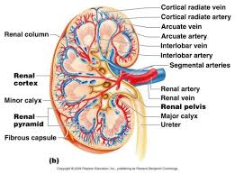 Anatomy Physiology Kidney On Anatomy Arteries Anatomy Anatomy Organs Human Anatomy And Physiology