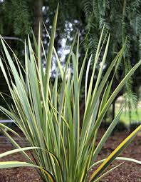 Image result for Dietes