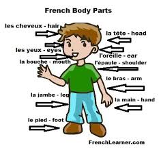 Learning the words for different body parts may not be the first thing you learn in french, but knowing them is essential. French Body Parts