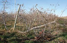 In this video, we will discuss how to construct a durable trellis that will hold up to the stress of windy weather and heavy crop loads. Trellis Guide For High Density Plantings In The Works Good Fruit Grower