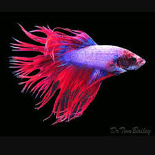 Betta fish are widely known as fighting fish. Cool Betta Fish Home Facebook