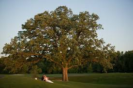 Tom jones, pga manages the course as the general manager. Wedding Bride Groom Under Huge Oak Tree Rush Creek Golf Course Before Michael Anderson Photography