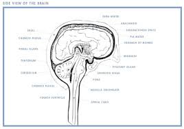 Health anxiety can actually have its own symptoms because it's possible for the person to have stomachaches, dizziness, or pain as a result of their overwhelming anxiety. Brain Tumor Faqs Learn More Or Donate Today Abta