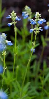 Image result for Lobelia uliginosa