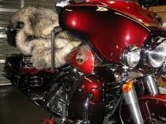 Image result for Bright Candy Ruby Red 1991 Motorcycle