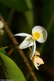 Image result for Baphia bequaertii