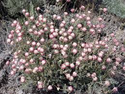 Image result for Eriospermum flexuosum
