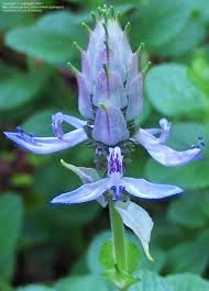 As cats have a very sensitive sense of smell there are a few plants that have proven to deter cats. Plantfiles Pictures Plectranthus Species Cat Repellent Plant Dogs Be Gone Piss Off Plant Scaredy Cat Plant Plectranthus Caninus By Gabagoo