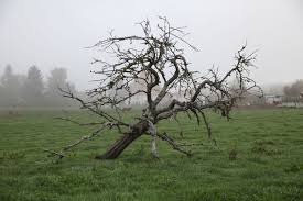 Maybe you would like to learn more about one of these? Comment Abattre Un Arbre Mort Dans Son Jardin Conseil D Un Expert Blog De Bricolage
