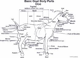 This is the beginning to learning about our health. Wh 9548 Diagram Of Goat Body Parts Download Diagram