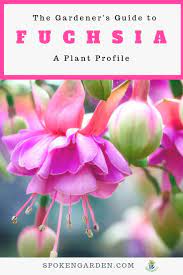 Fuchsia Hanging Basket A Gardener S Guide And Plant Profile Fuchsia Plant Plants For Hanging Baskets Fuchsia Plant Care