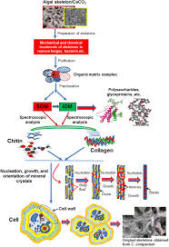 We did not find results for: First Evidence Of Chitin In Calcified Coralline Algae New Insights Into The Calcification Process Of Clathromorphum Compactum Scientific Reports