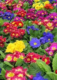 Children S Publishing Blogs Flowers Blog Posts Spring Flowers Beautiful Flowers Annual Flowers