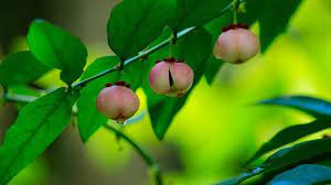 Check spelling or type a new query. 9 Manfaat Daun Katuk Bagi Kesehatan Selain Memperlancar Asi Ragam Bola Com