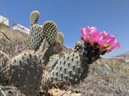 Image result for Opuntia