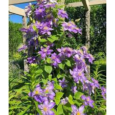 Discover the plant that best suits your garden. Clematis Vine Flower Seeds Shopee Philippines