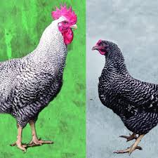 Check spelling or type a new query. Plymouth Rock Barred Lighter Color Of Rooster Plumage B1 B1 Compared Download Scientific Diagram