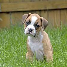 We work within connecticut, delaware, maryland, massachusetts, new jersey, new york, pennsylvania, northern virginia, washington dc and rhode island. Miniature Boxer Puppies For Sale