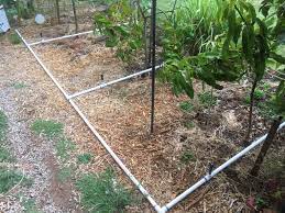 Early season (bud break through fruit set). Diy Irrigation System For Fruit Trees Garden Of Luma