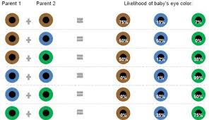 All About The Human Eye Color Chart Eye Color Chart Eye