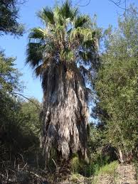 Image result for Washingtonia