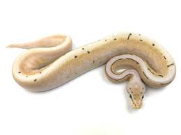 Pin On Snakes