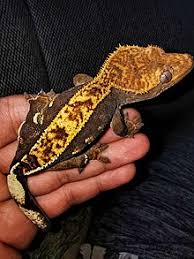900x708 leopard gecko coloring page. Crested Gecko Wikipedia