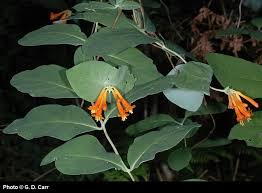 Image result for Lonicera confusa