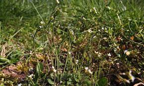 5,066 likes · 145 talking about this. Roadside Weed Is Found To Halt The Spread Of Breast Cancer Daily Mail Online