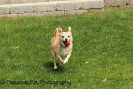 Maybe you would like to learn more about one of these? Dogs For Adoption Near Richmond Hill On Petfinder