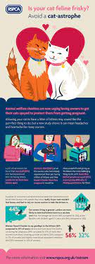 Learn About Cat Neutering With Our Infographic Rspca