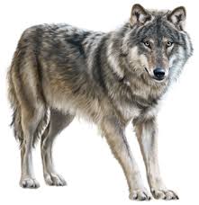 Gray wolf drawing pencil sketch, wolf, gray wolf, mammal, animals, carnivoran png. Wolf Png