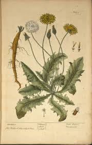 Place fresh or dried flowers into a tea ball, cover with boiling water, and steep 10 to 15 minutes. Herb Of The Month Dandelion Emery Herbals
