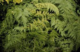 Image result for Davalliaceae