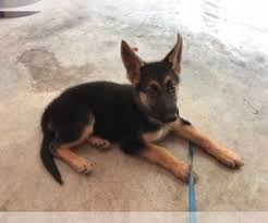 They're just exactly what you have been looking for as an additional member in your home, t. View Ad German Shepherd Dog Puppy For Sale Near Indiana Cambridge City Usa Adn 194489