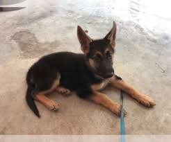 Get healthy pups from responsible and professional breeders at puppyspot. View Ad German Shepherd Dog Puppy For Sale Near Indiana Cambridge City Usa Adn 194489