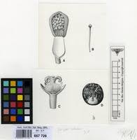 Image result for Argomuellera