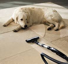 Removing pet hair with rubber gloves is another simple way to get rid of dog hair. Removing Pet Hairs Carpet Cleaning Simi Valley Ca