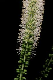 Image result for Entada stuhlmannii