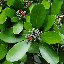 Image result for Canellaceae