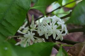 Image result for Pleiocarpa