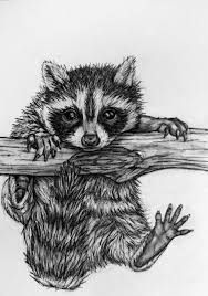 Original Raccoon Pencil Drawing 62 Baby Raccoon Raccoon Drawing Animal Sketches Baby Raccoon