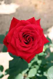 When the button is red, the targeting cookies we have identified have been turned off. Roses Nature Garden Beautiful Floral Plant Petal Pink Flowers Cc0 Public Domain Royalty Free Piqsels