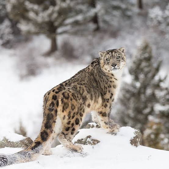 Snow Leopard Photography Tour Winter Spiti 2026
