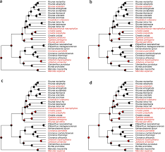 Image result for Rourea orientalis